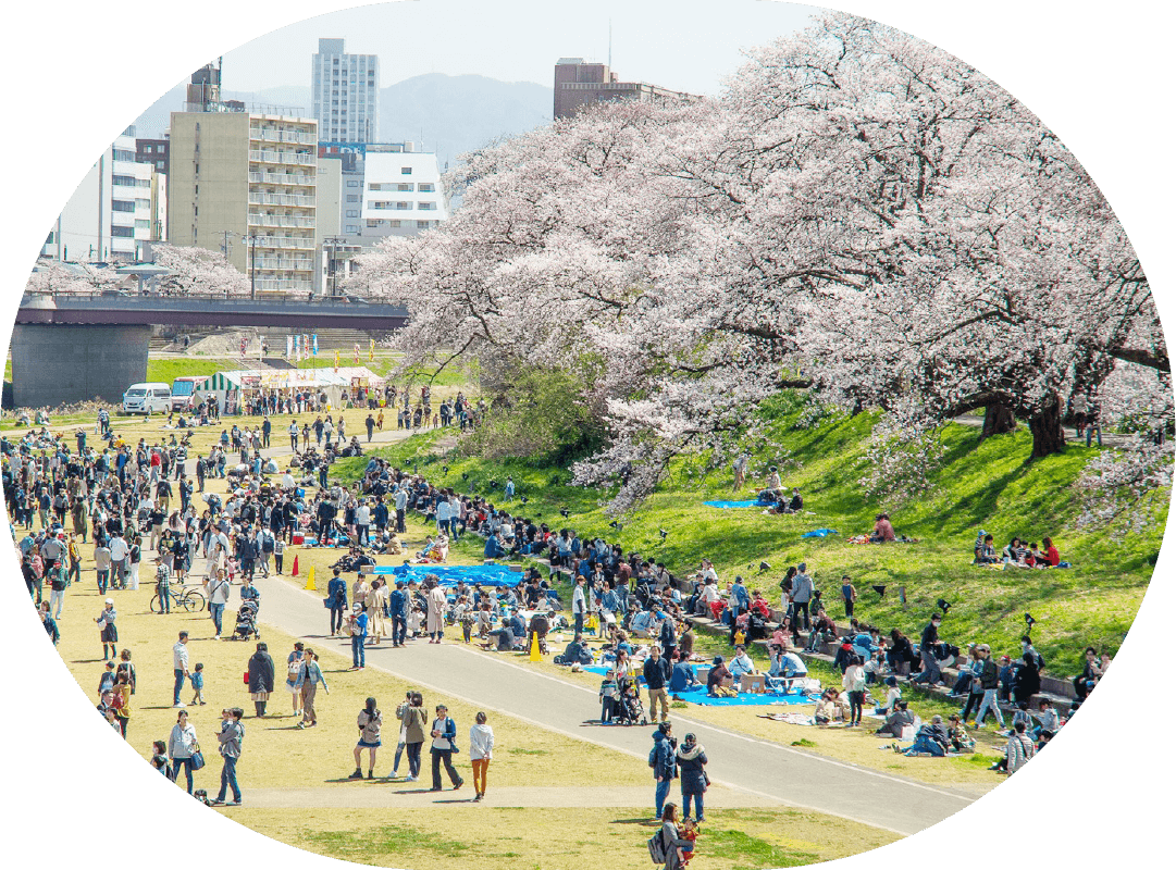 足羽川桜並木