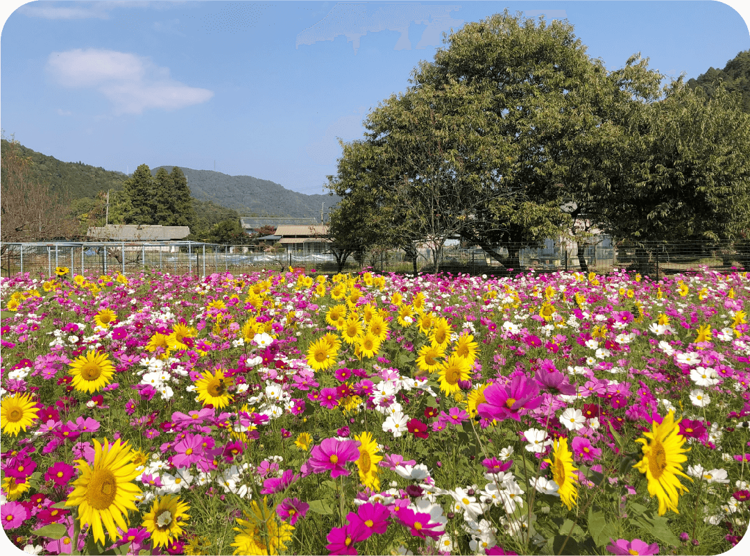 洲原ひまわりの里