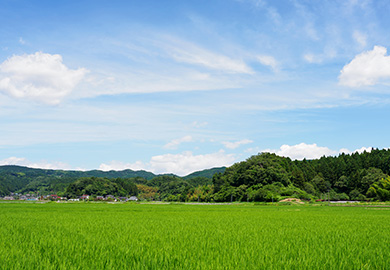 里山の美しいあぜ道をゆったりと散策して、町の暮らしや文化を五感で楽しむ