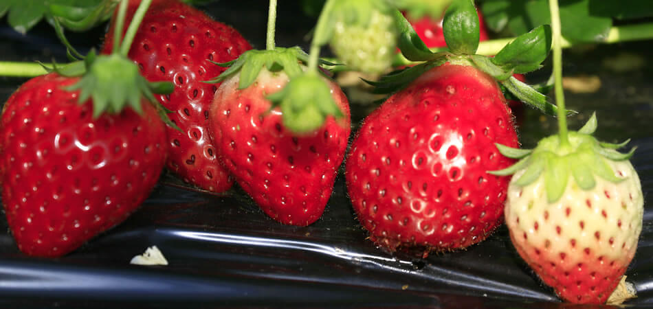 とっても甘い!旬のいちご狩り