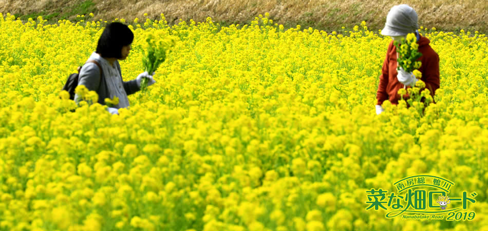 鴨川の春の風物詩菜な畑ロード2019