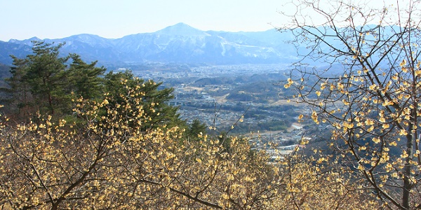 宝登山ロウバイ園