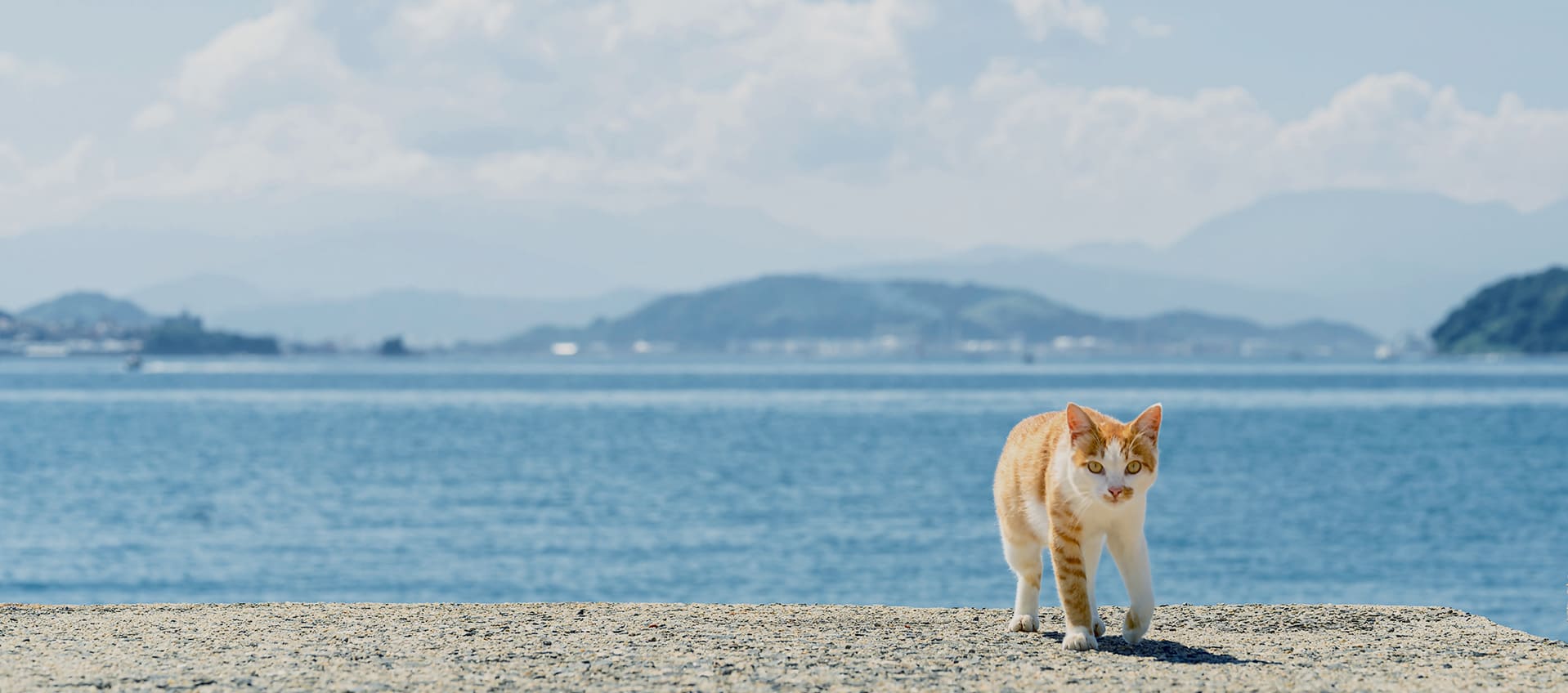 つかれたら愛媛。