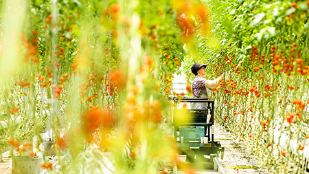 トマト収穫体験（ワンダーファーム）