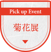 Pick up Event菊花展