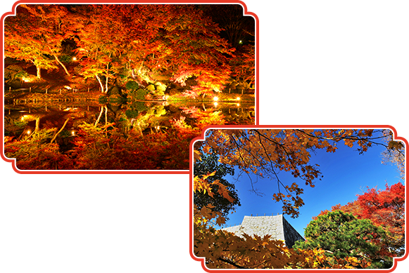 福島県立霞ヶ城公園の歴史的に由緒ある庭園の紅葉も会期中に見頃を迎えます。ぜひご覧ください。 見頃は11月上～中旬頃です。 