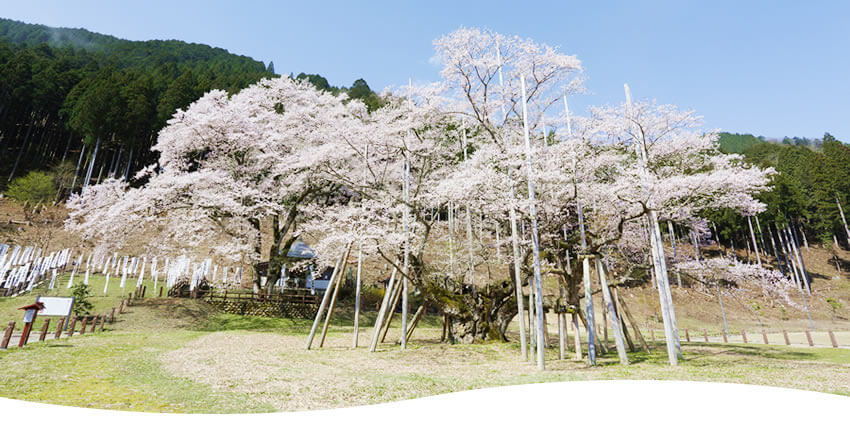 淡墨桜(本巣市)