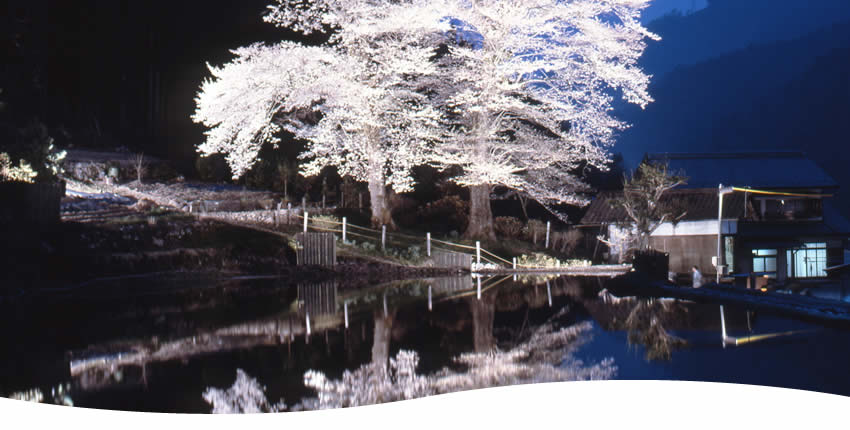苗代桜(下呂市)