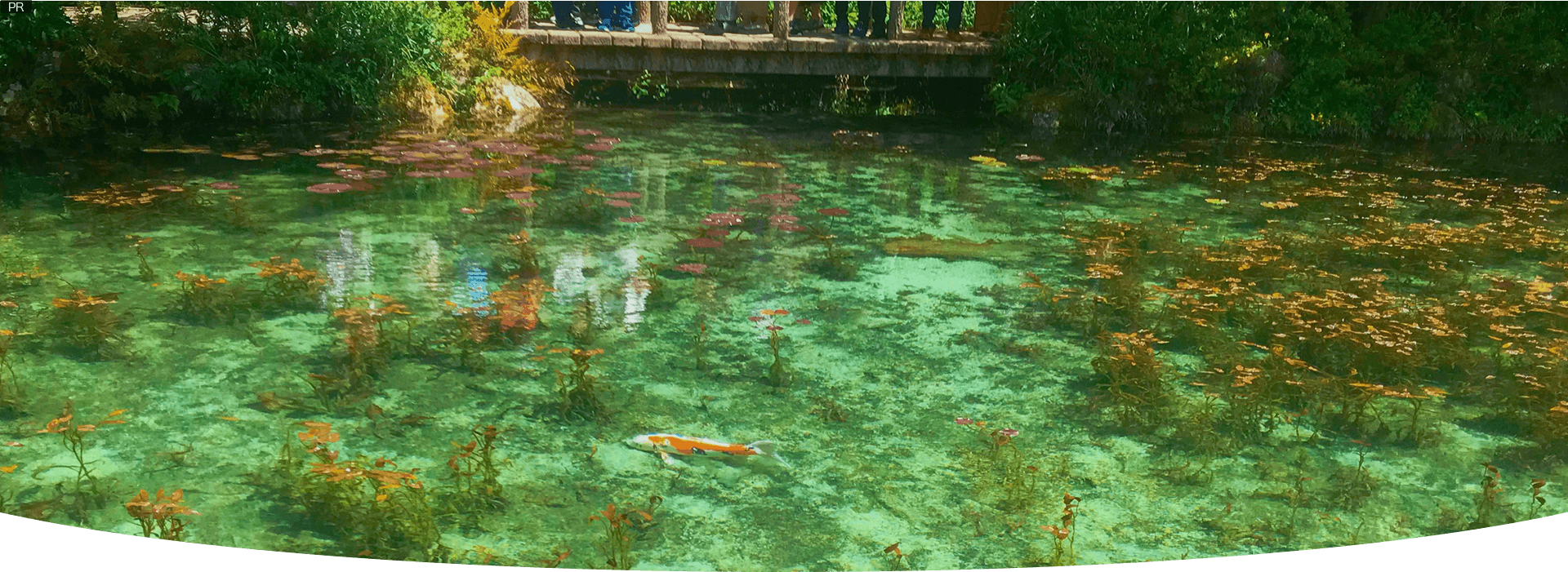 モネの池