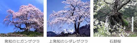 桜見ごろカレンダー