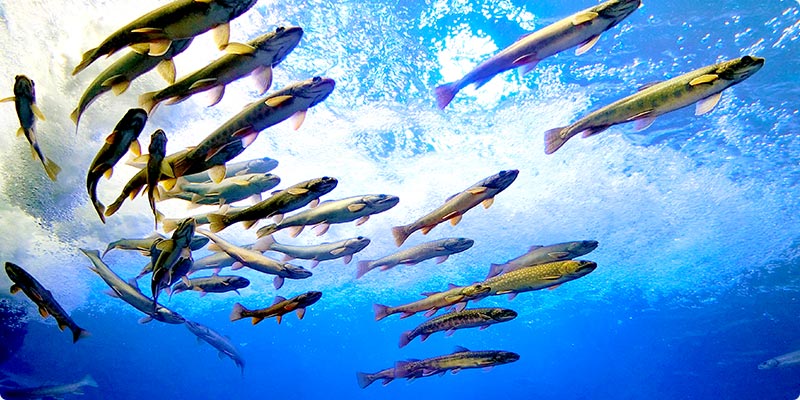 日本一と世界初がある水族館