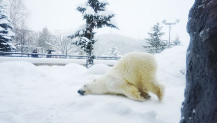 旭山動物園