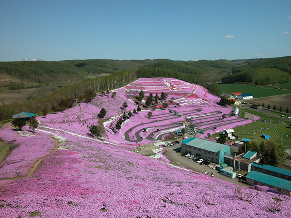 東藻琴芝桜公園