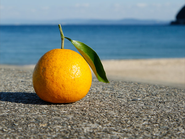 淡路島なるとオレンジ