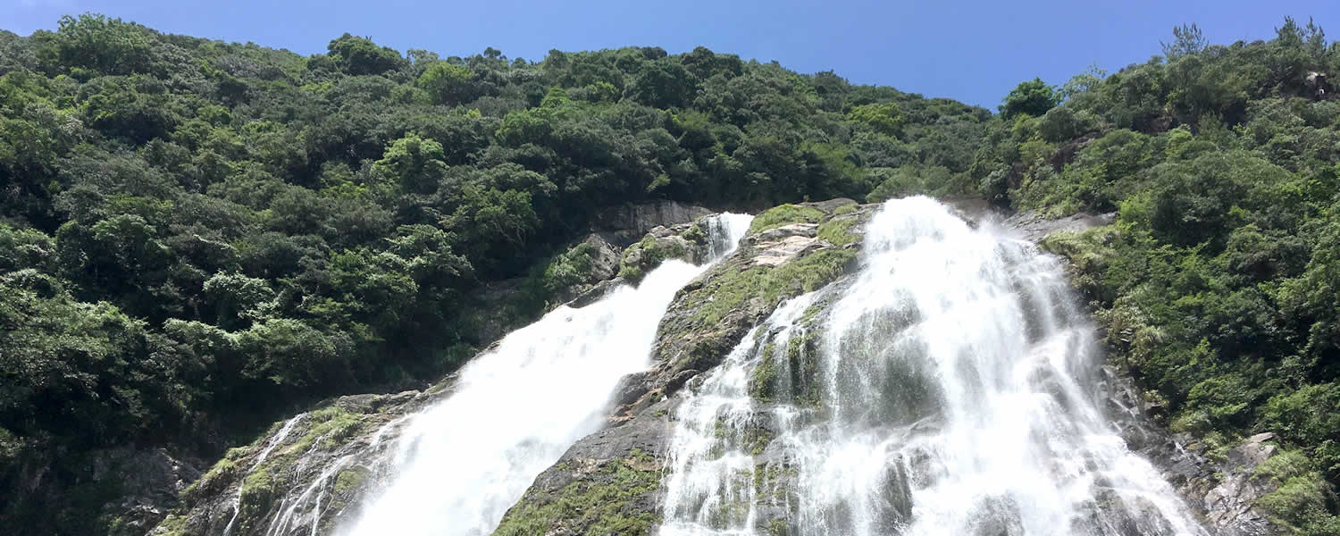 【やくしま応援割】自然の宝庫！屋久島の旅