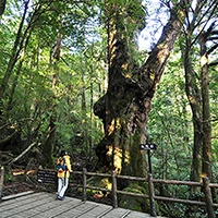 屋久島トレッキング