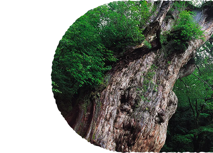 縄文杉