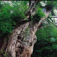 縄文杉