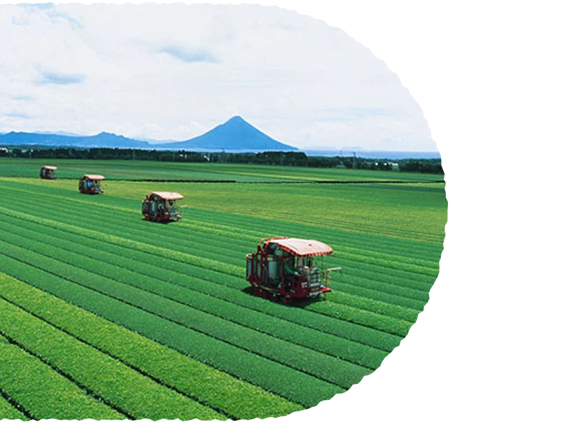 茶畑