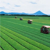 茶畑