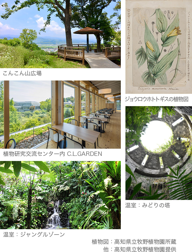 ようこそ、「歩ける植物図鑑」高知へ。 【楽天トラベル】