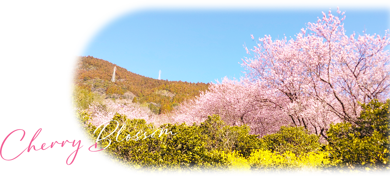 Cherry Blossom