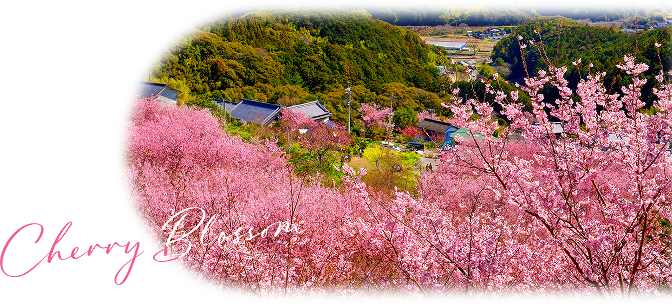 Cherry Blossom