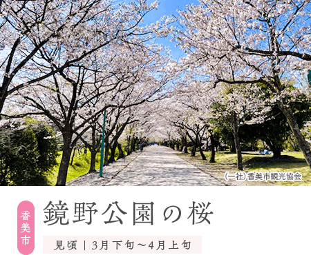 香美市／鏡野公園の桜／見頃　３月下旬～４月上旬