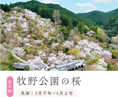 佐川町／牧野公園の桜／見頃　３月下旬～４月上旬