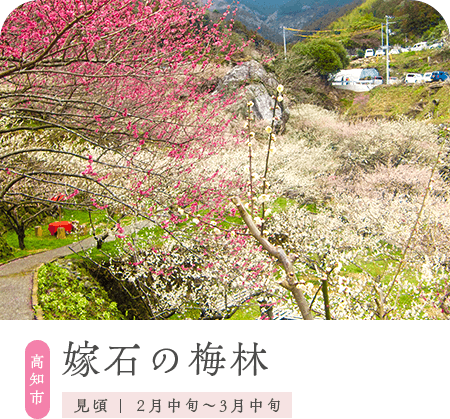 高知市／嫁石の梅林／見頃 　2月中旬～3月中旬