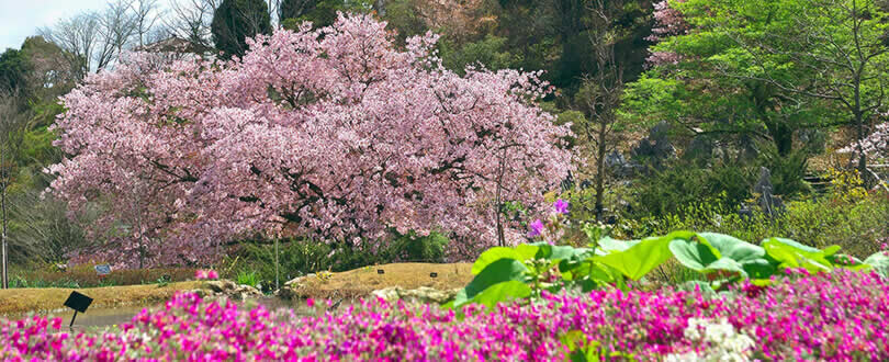 牧野植物園