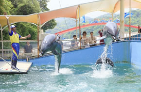 鳥羽湾めぐりとイルカ島