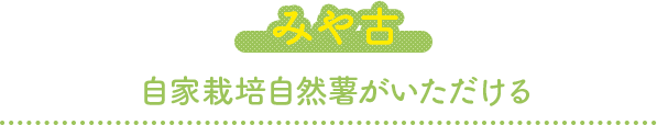 みや古 自家栽培自然薯がいただける