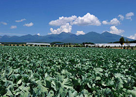 八ヶ岳高原野菜