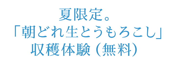 夏限定。「朝どれ生とうもろこし」収穫体験（無料）