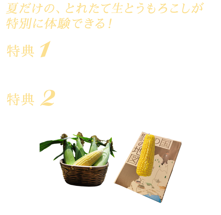 夏だけの、とれたて生とうもろこしが特別に体験できる！