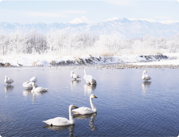 御宝田遊水池（白鳥湖）