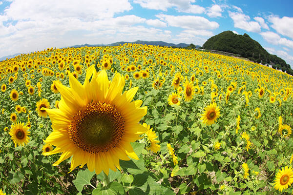 笠岡ベイファーム