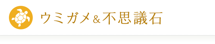 ウミガメ&不思議石