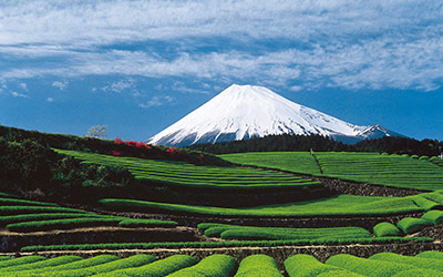 茶畑と富士山（富士市）