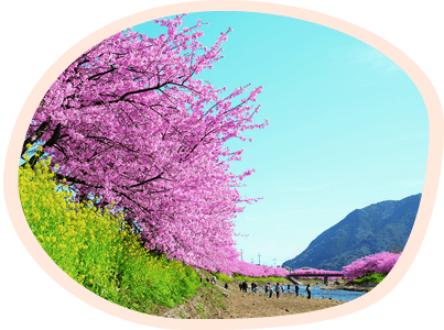 河津桜、菜の花