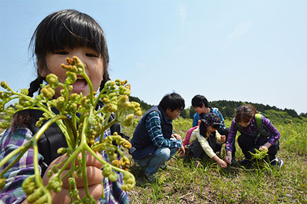 稲取細野高原 山菜狩り