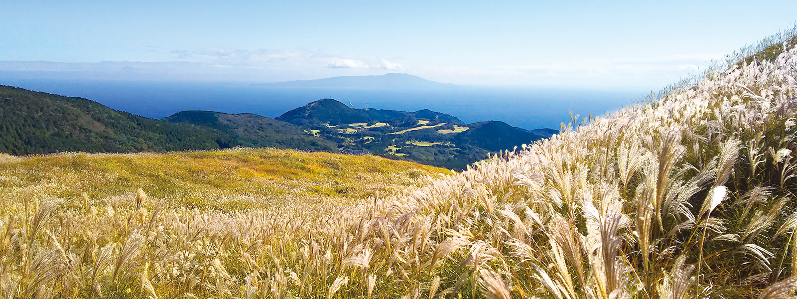 すすき風景