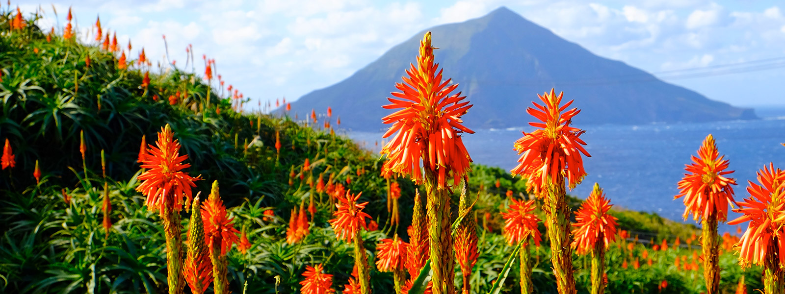 八丈島の植物