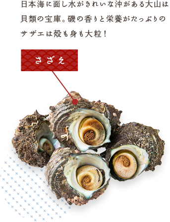 さざえ　日本海に面し水がきれいな沖がある大山は 貝類の宝庫。磯の香りと栄養がたっぷりの サザエは殻も身も大粒！ 