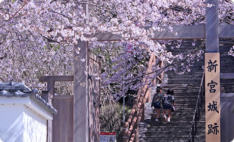 石垣と桜の見事な景観