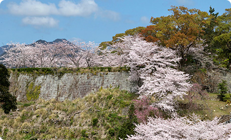 石垣と桜の見事な景観