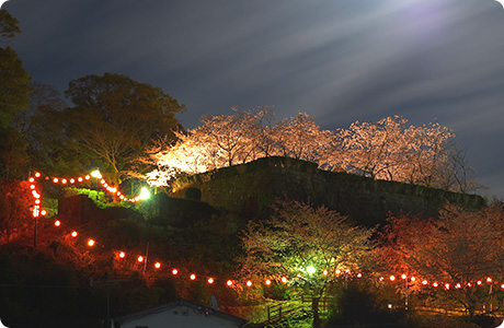 石垣と桜の見事な景観