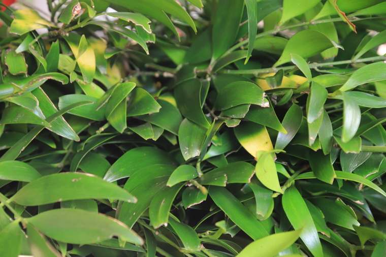 熊野速玉大社のご神木の梛(なぎ)の葉
