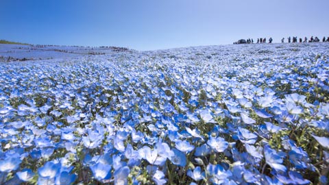 美しい青色の絨毯!全国の絶景ネモフィラ畑12選